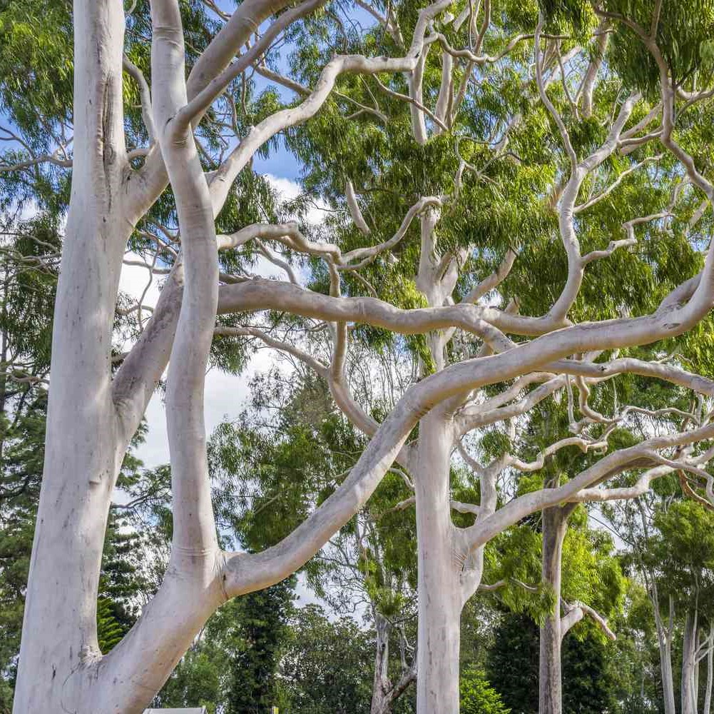 QPWS Lower Burdekin Hazardous Tree Inspection Form 