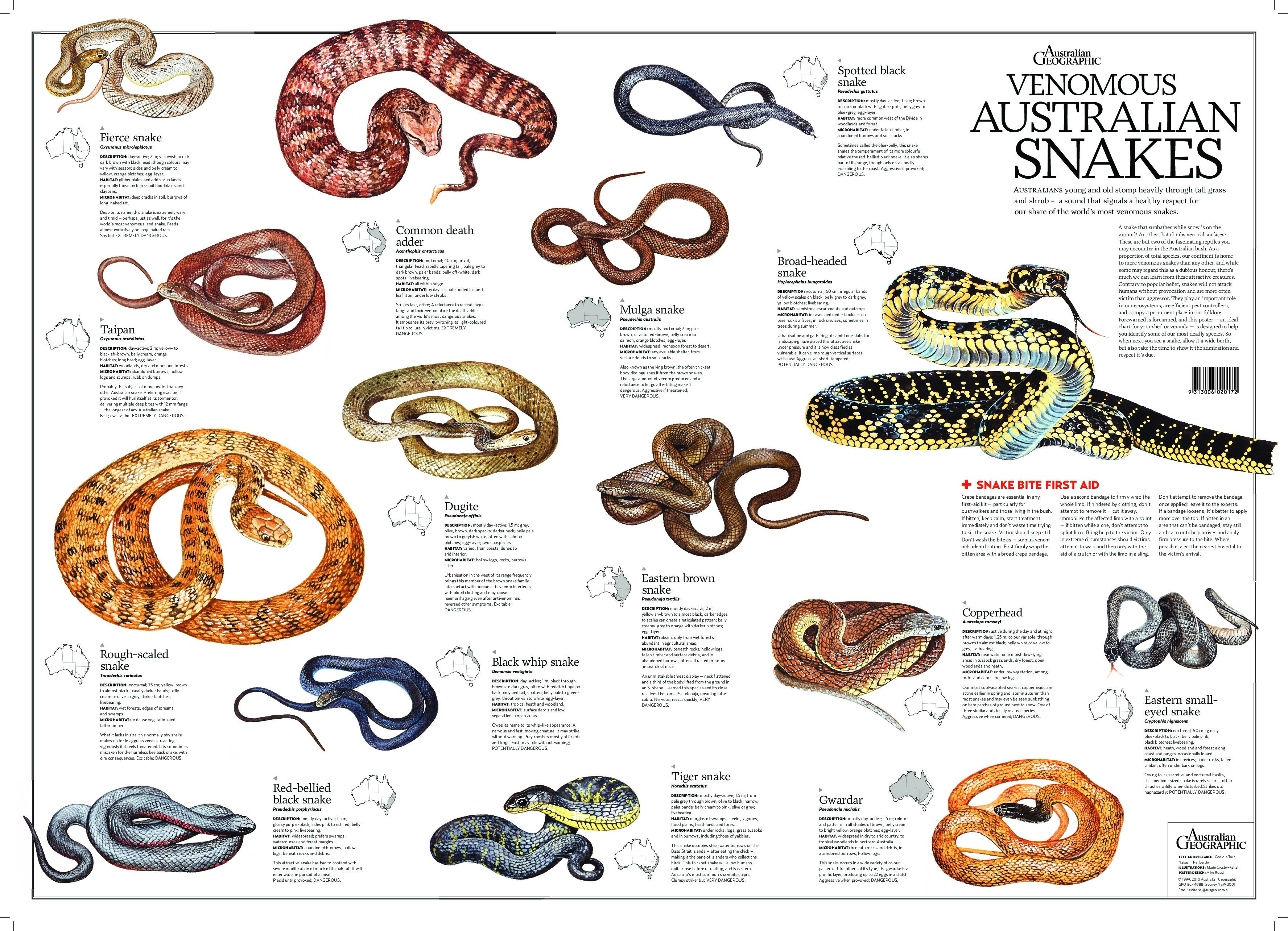 Snake-Poster_MIKE-pdf.jpg