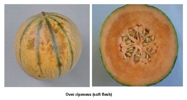 Rockmelon overipe.JPG
