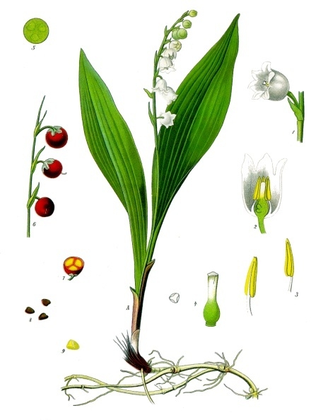 Convallaria_majalis_-_Köhler–s_Medizinal-Pflanzen-045.jpg