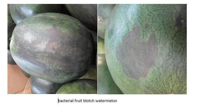 Watermelon Blotch.JPG