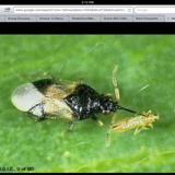 Vineyard Monitoring Report v1.3