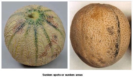 Sunken blemish rockmelon.JPG