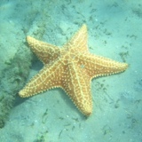 Environmental Site Visit - R1.6 - starfish