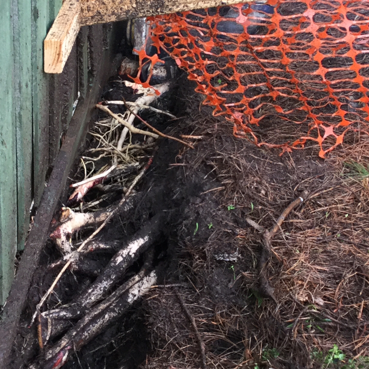 City of Greater Dandenong tree root risk assessment  2