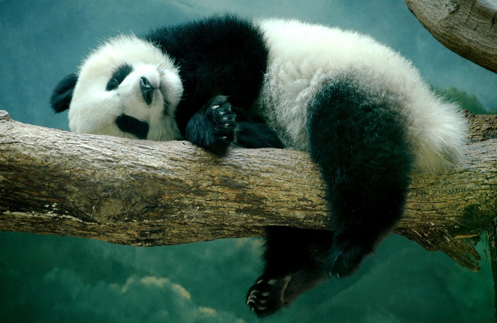 cropped-cropped-panda_at_the_zoo_by_stealthbeetle.jpg