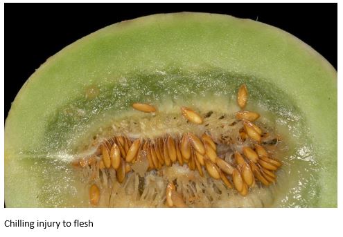 Honeydew Chilling injury.JPG