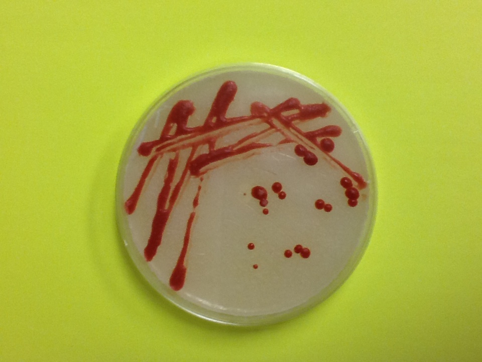 Lab Safety Inspection