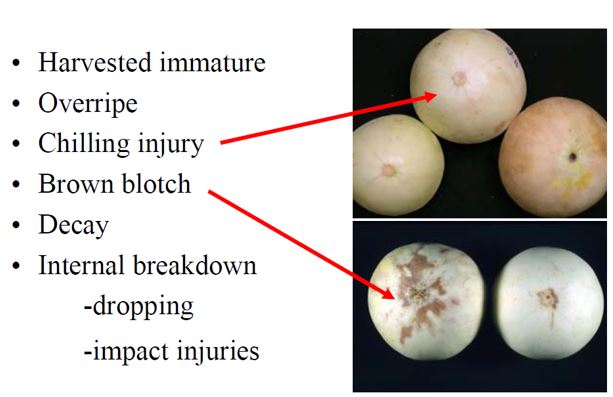 Honeydew defects.JPG