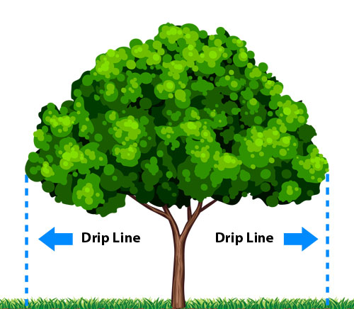 tree_drip_line_diagram.jpg