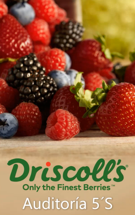 Auditoria 5´S - duplicate