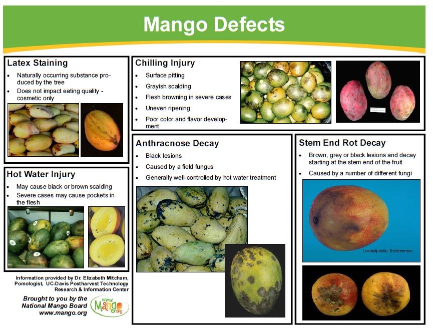 Mango defects 3.JPG