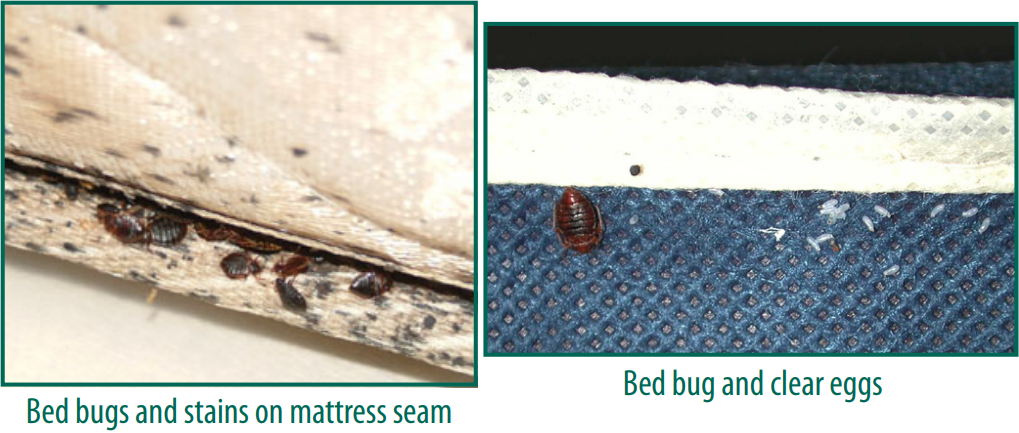 bed-bugs.PNG