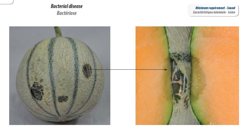 Rockmelon bacteria disease.JPG