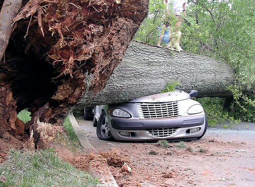 Hazard Tree Assessment