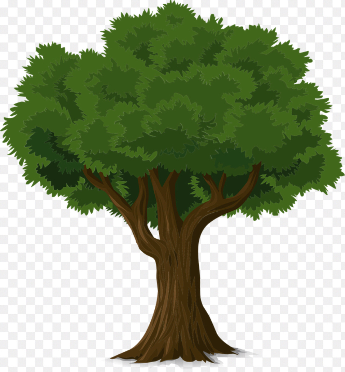 Tree report