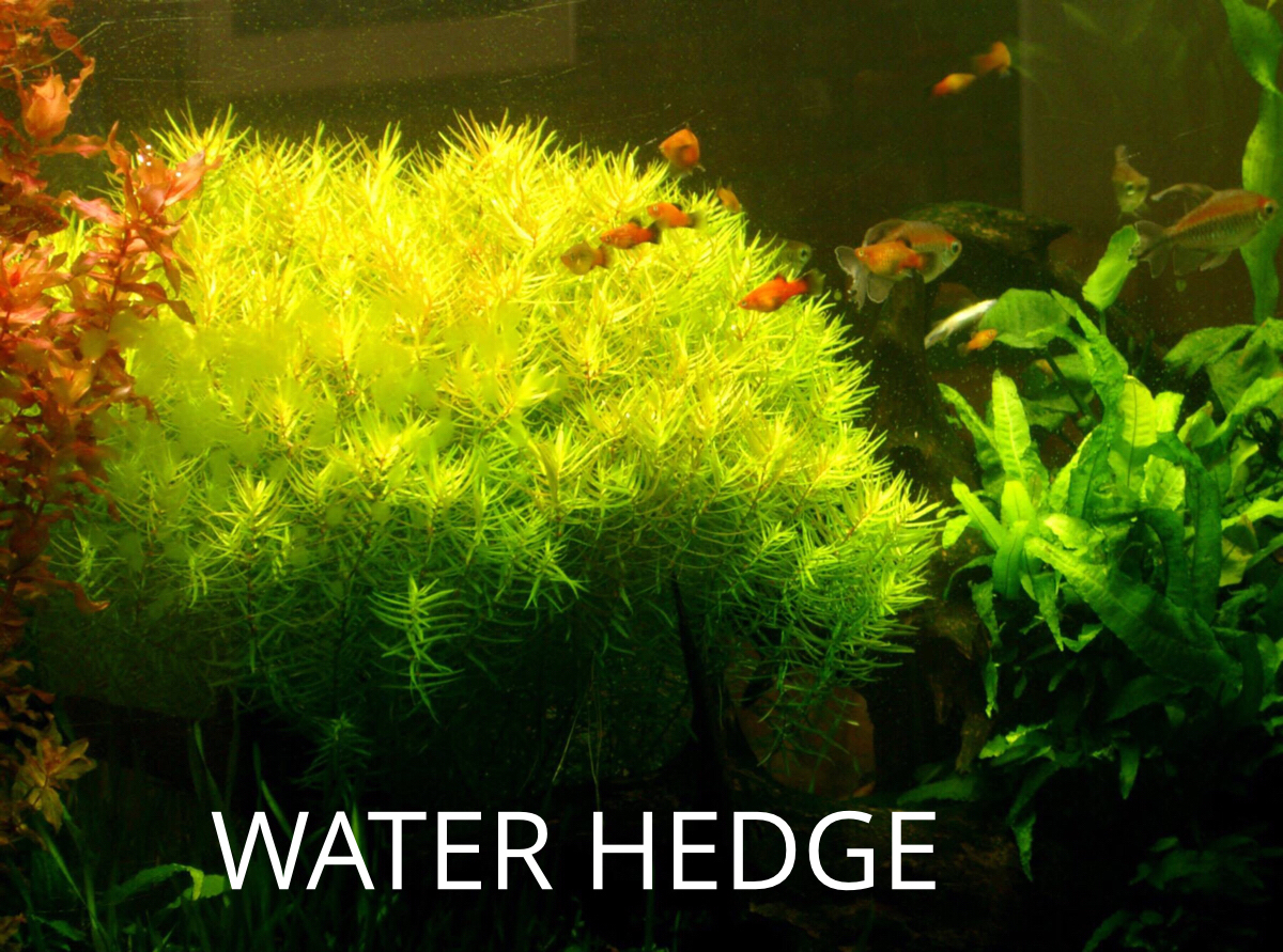WATER HEDGE