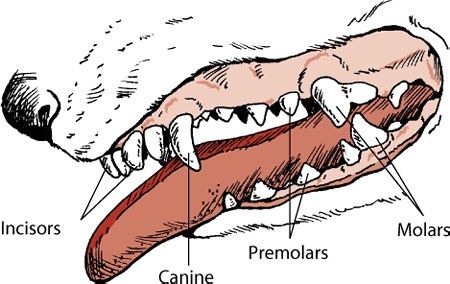 A dogs Mouth