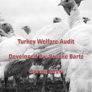 Turkey Welfare Audit