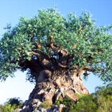 Disney's Animal Kingdom Scavenger Hunt