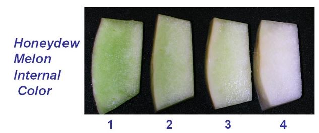 Melon Colour internal.JPG