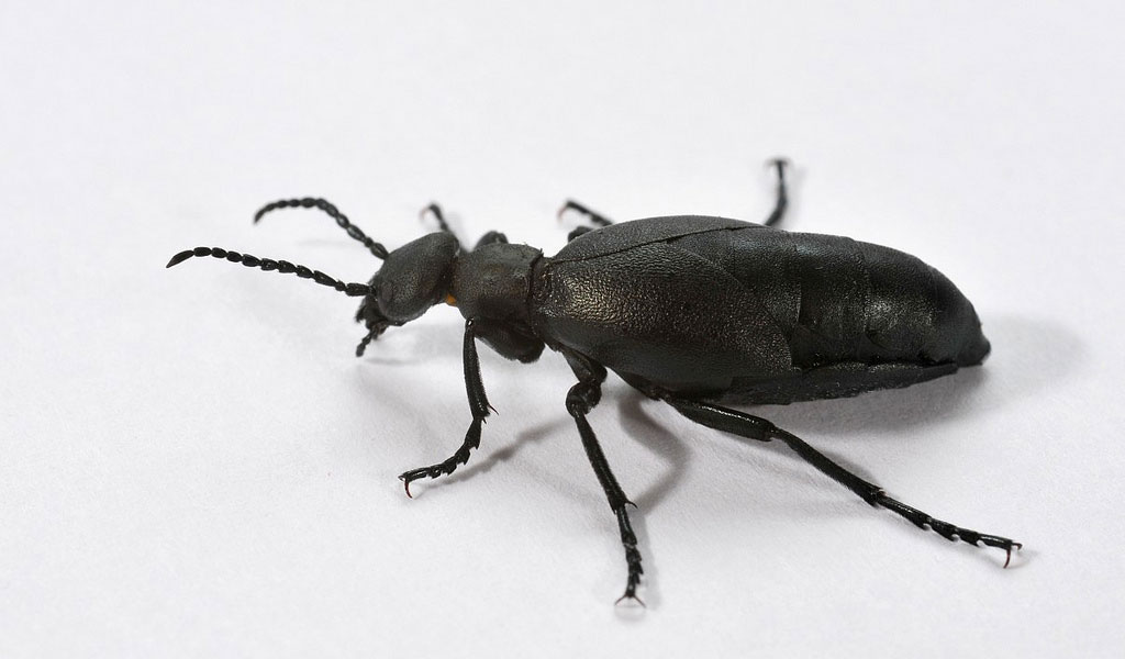 blister-beetle-1.jpg