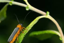 MPI Internal Audit Plant and Invertebrate