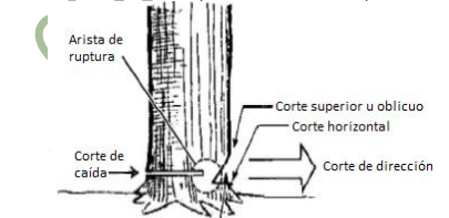 Calidad de corte 2022-07-27 101018.png