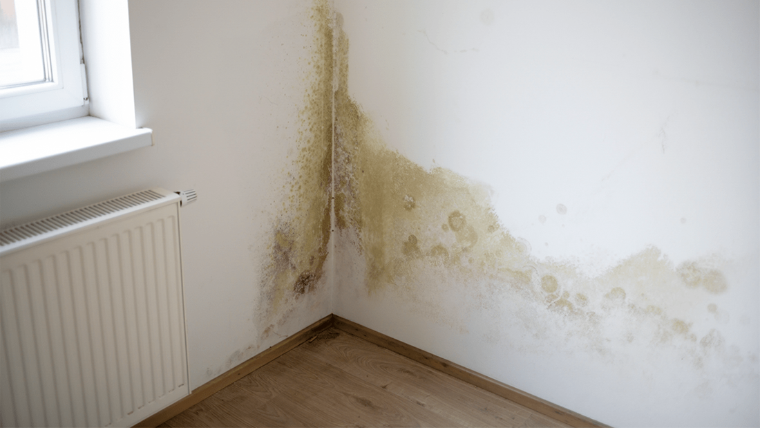 Damp & Mould Inspection JG